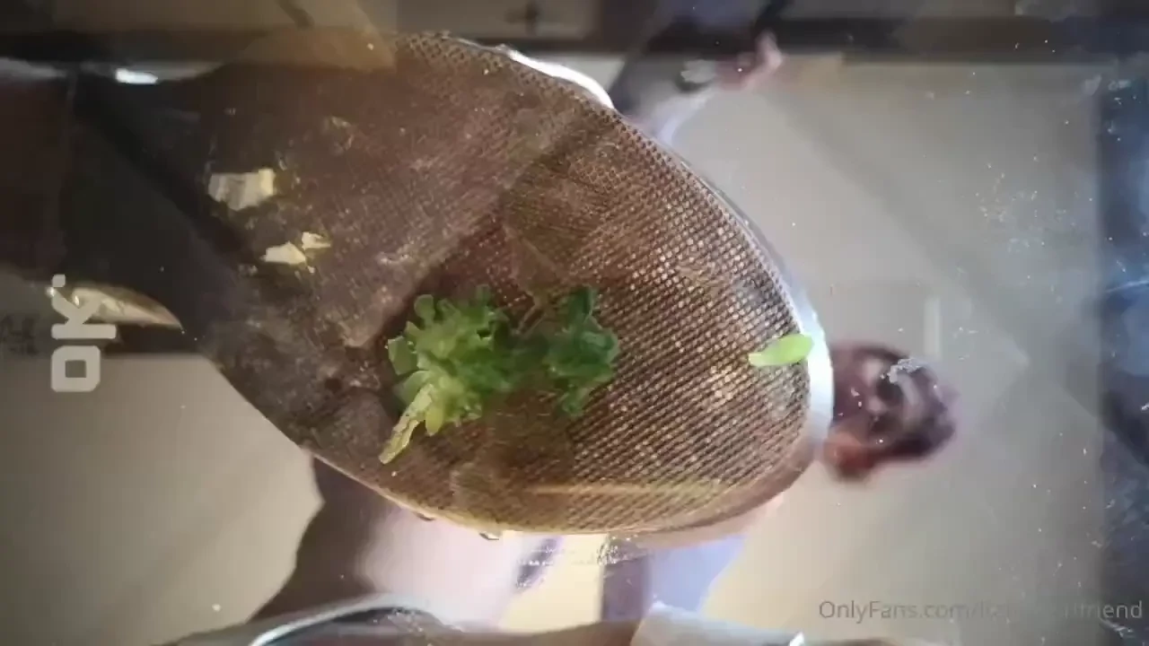 For your morning boner p part 3 