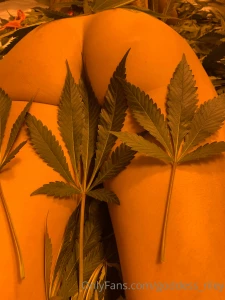 420 teaser