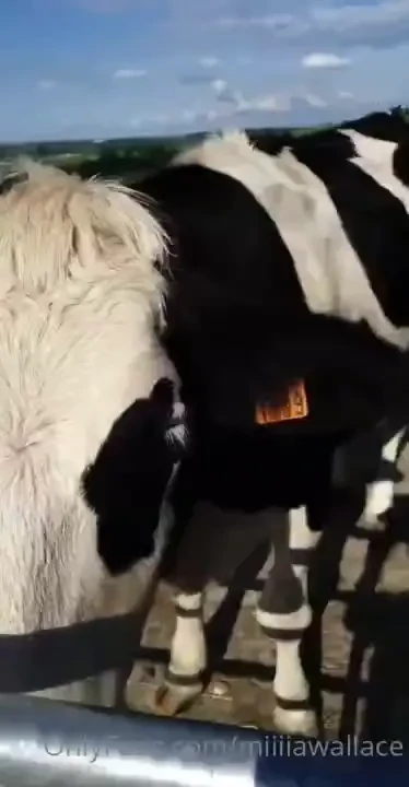 La vache the cow wanted to swallow my cell phone 