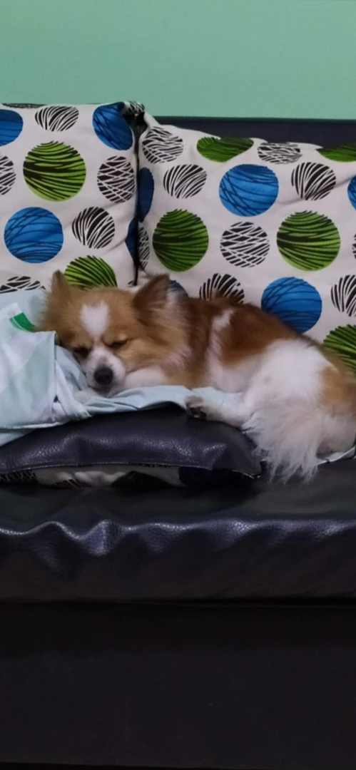 Are you a dog or a cat person part 1 