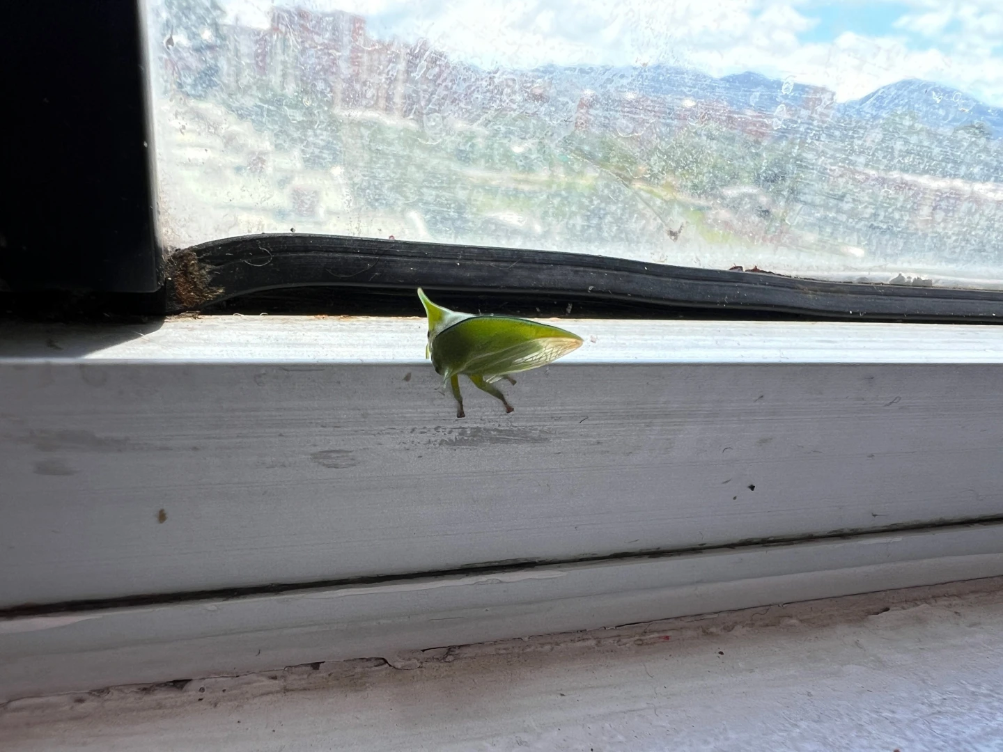 Say hii little buddy lt 3 