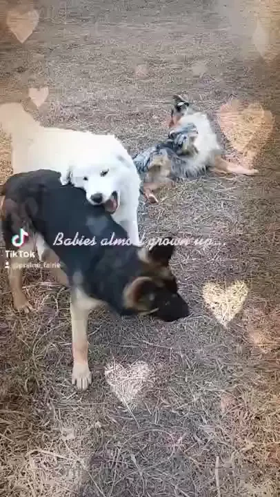 Puppies are getting big part 1 