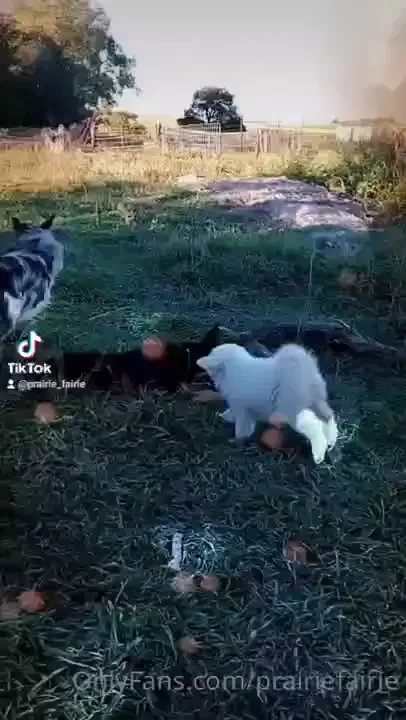 Puppies are getting big 