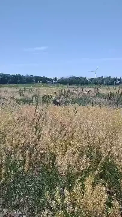 Like my fancy band-aid we moved the peafowl right after having to part 6 