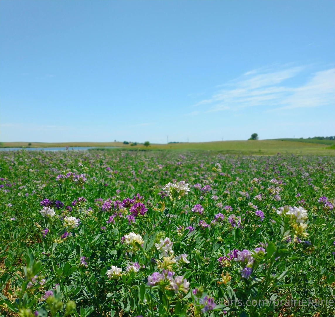 Such a difference two more weeks of drought make i m looking at these 