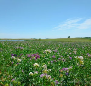 Such a difference two more weeks of drought make i m looking at these