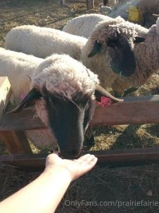 New bottle baby arrivals at the farm today stay tuned a beautiful