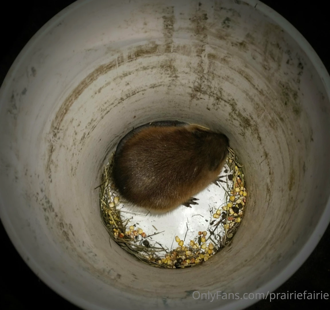 New bottle baby arrivals at the farm today stay tuned a beautiful part 2 