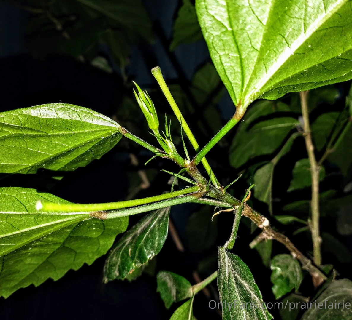 Ugh spider mites on my poor hibiscus plants can t really see them in 