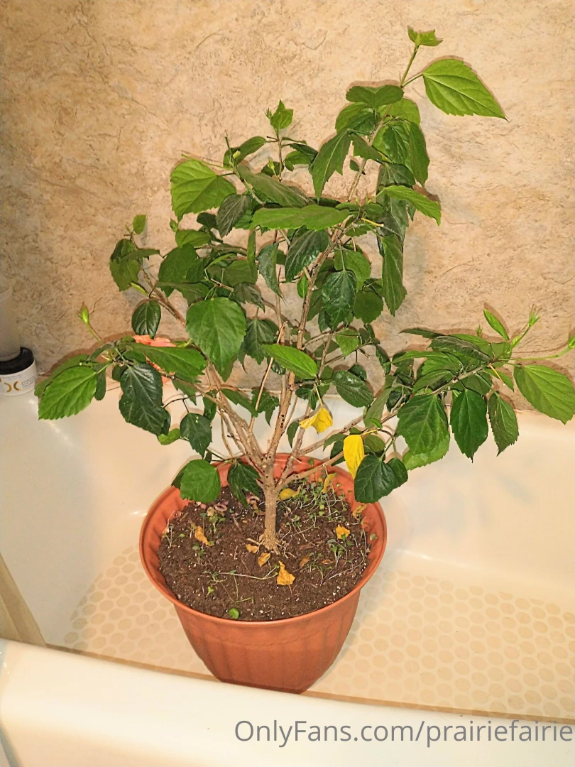 Ugh spider mites on my poor hibiscus plants can t really see them in part 1 