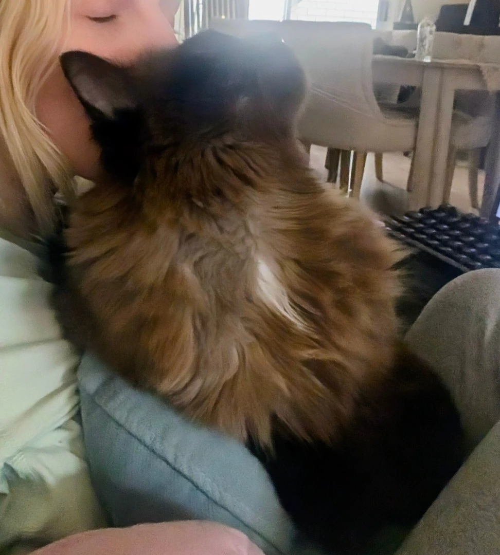 Trying to take an ass shot is impossible without cat stuff everywhere 