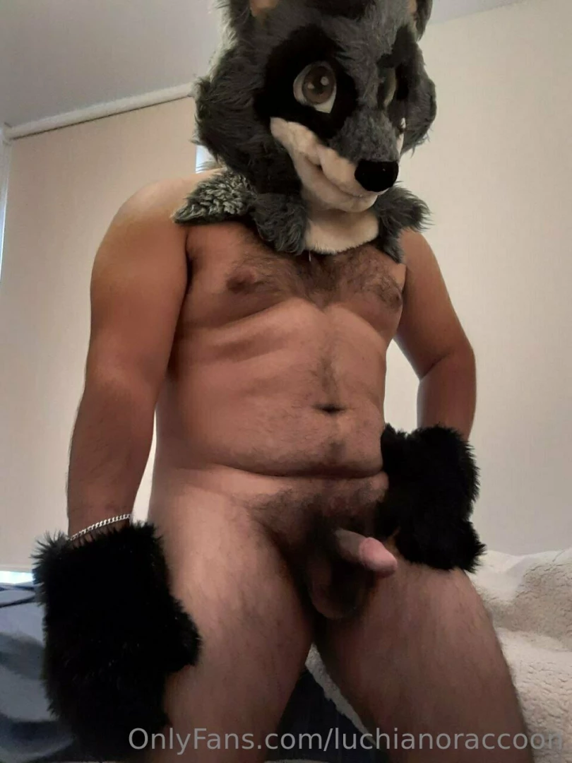 Im a hurnny raccoon 7w7 furry dick mursuit gay perugay latinboy cubby 