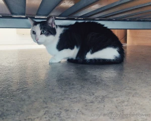 Swipe to see the pussy in color and consider tipping to support it part 1