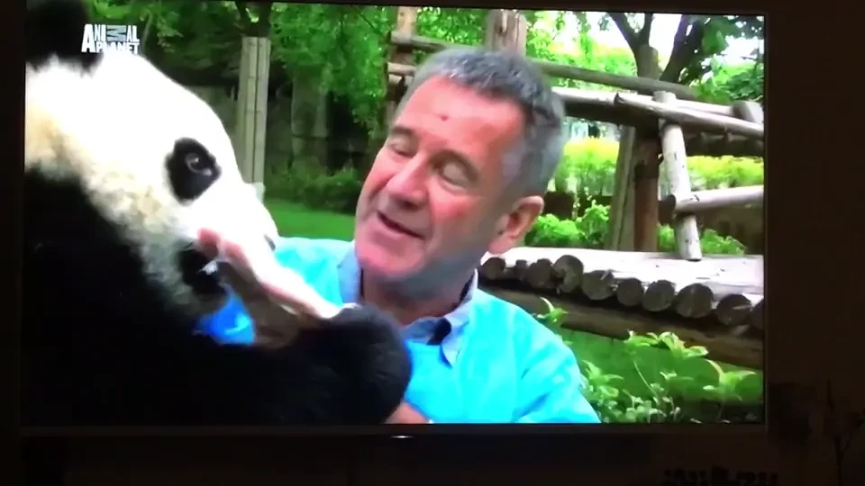 One of my biggest dreams cuddle with baby panda in chengdu research 