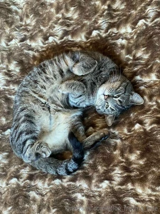 My fluffy kitty alice love how she s purr at me haha