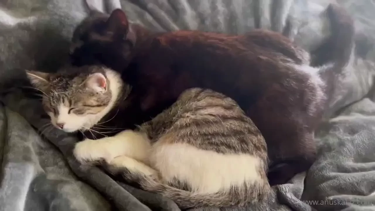 I am the black cat - you are the ones i take care of - the last weekzz 