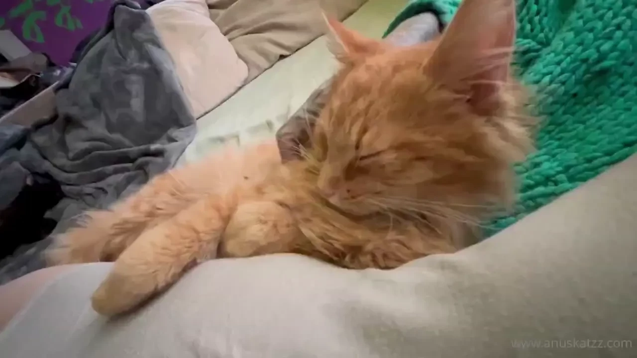 Would you like to be my cat 