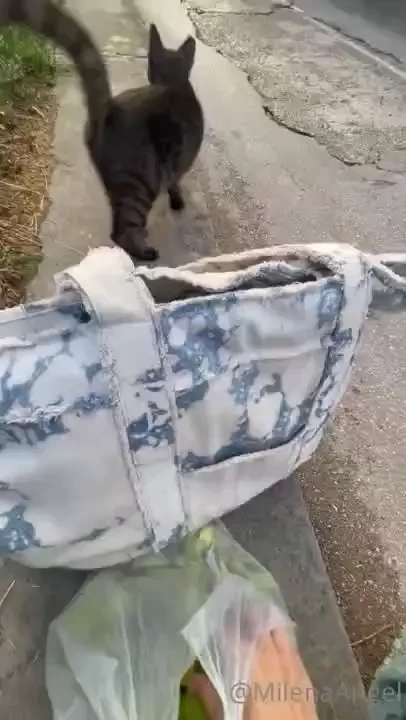 I ve waiting for it so long seeking all over the wild trees and 