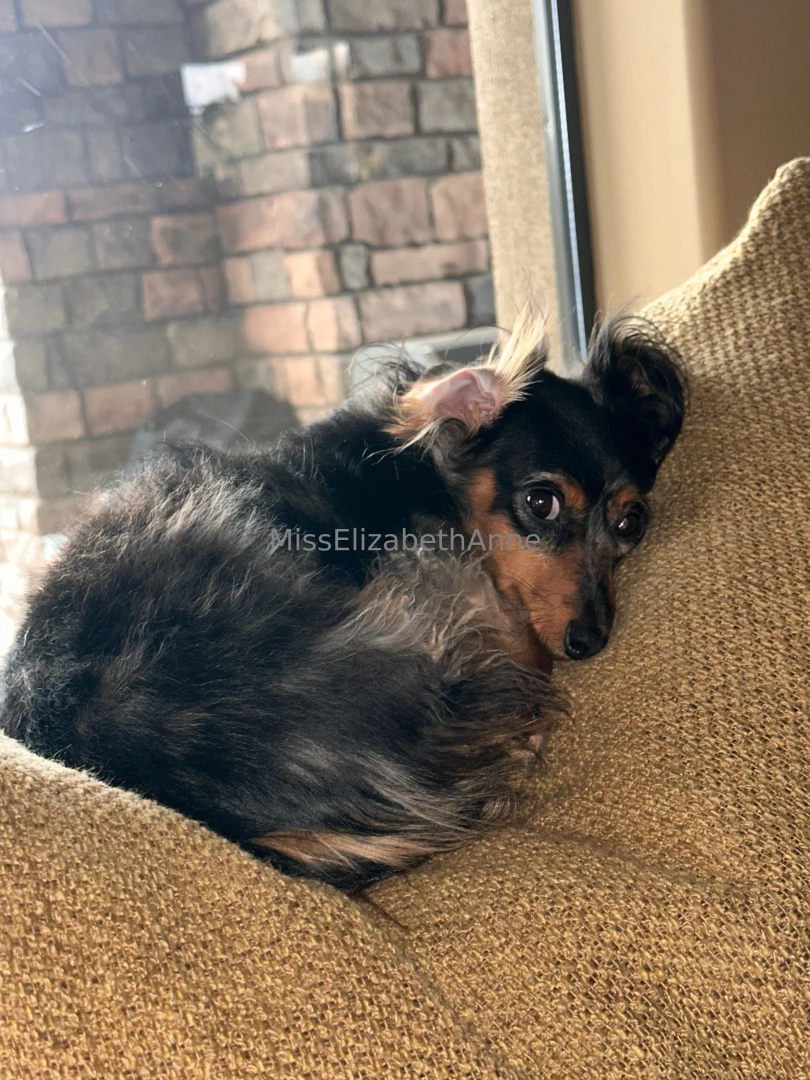 Safe and sound my lil dachsbun 