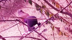 El amigo de mi marido me follo en el bosque soy una zorra