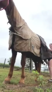 You heard it hear first folks straight from the horses mouth