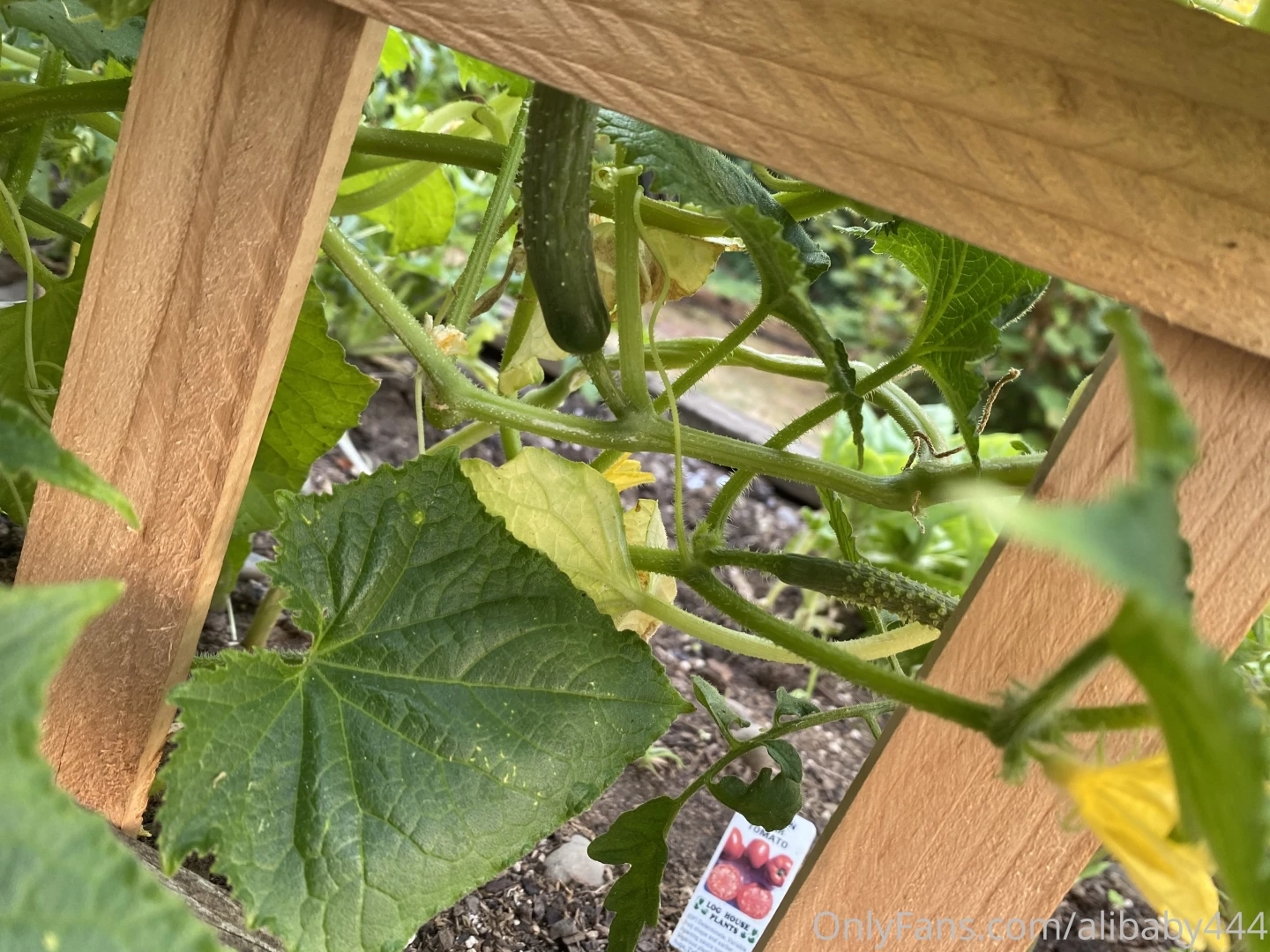 Fishnet vid will be up this weekend i m flying 2 see my dad this 