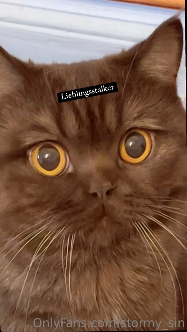 Can i get some love for my cat haha bekommt choclate etwas liebe 