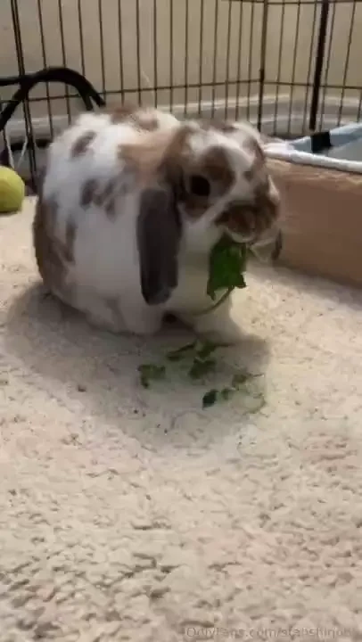 Donate for lisa s parsley fund 