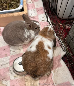 Just two littol potatoes