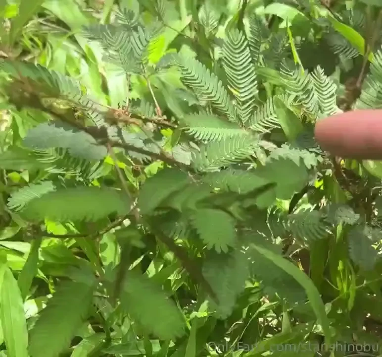 Would u tickle me like this plant 