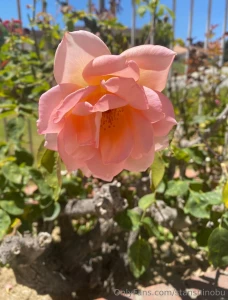 As fresh and as fragile as a flower lt 33