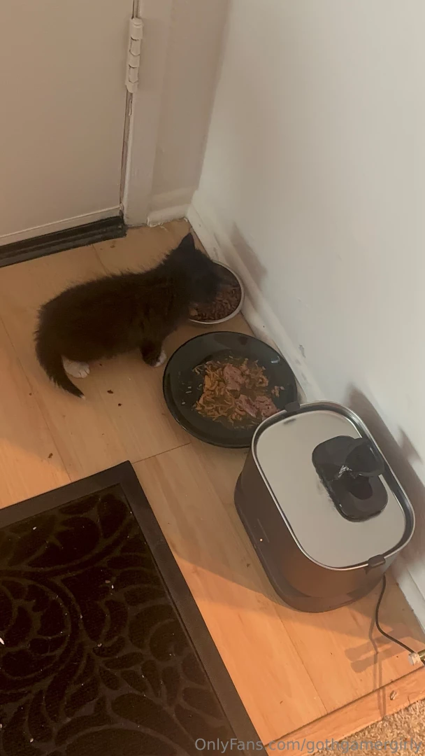 Been in mom mode for my kitten as he adjusts to our place so haven t 