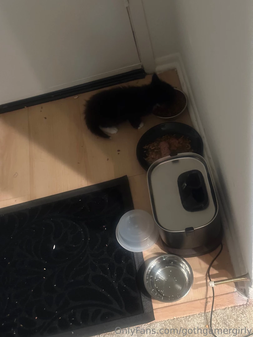 Been in mom mode for my kitten as he adjusts to our place so haven t part 1 