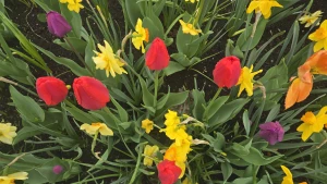 Having a stardew valley spring in other words spending all of my money part 4