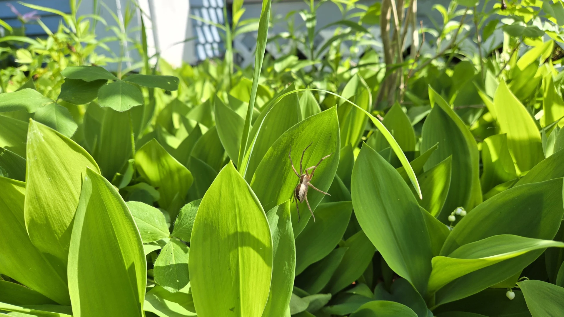 Having a stardew valley spring in other words spending all of my money part 13 