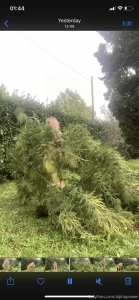 Tutorial gardening with no tools is the best way the best gardener part 4