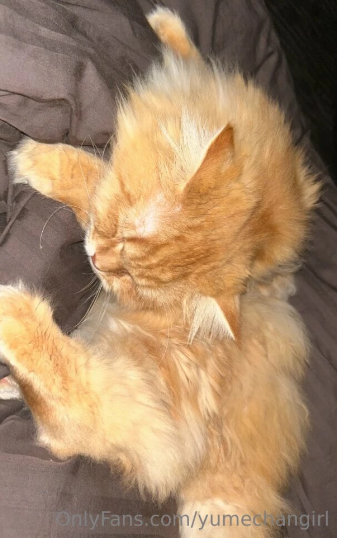 What is he even doing does your cat make these weird sounds as well 