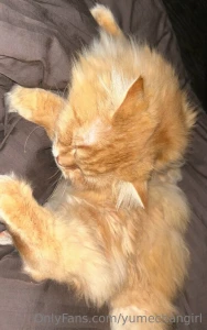 What is he even doing does your cat make these weird sounds as well