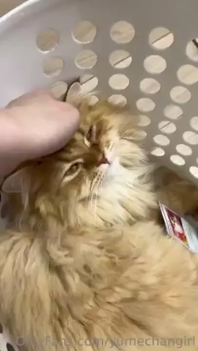 My cat was sleeping but then i did this 