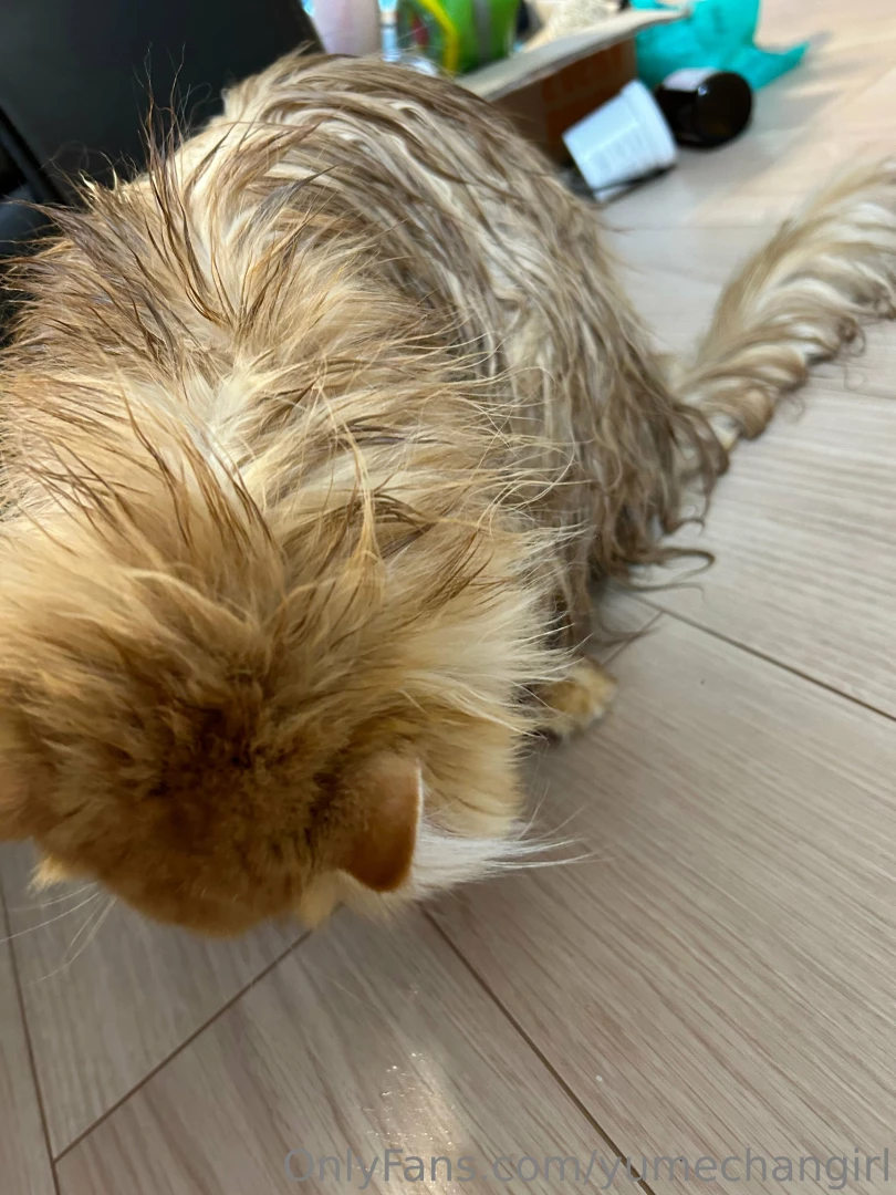 Wet-kun i tried giving him a shower and now i have new scars on my 