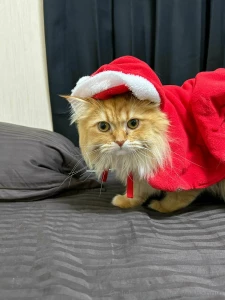 Christmas-kun part 3