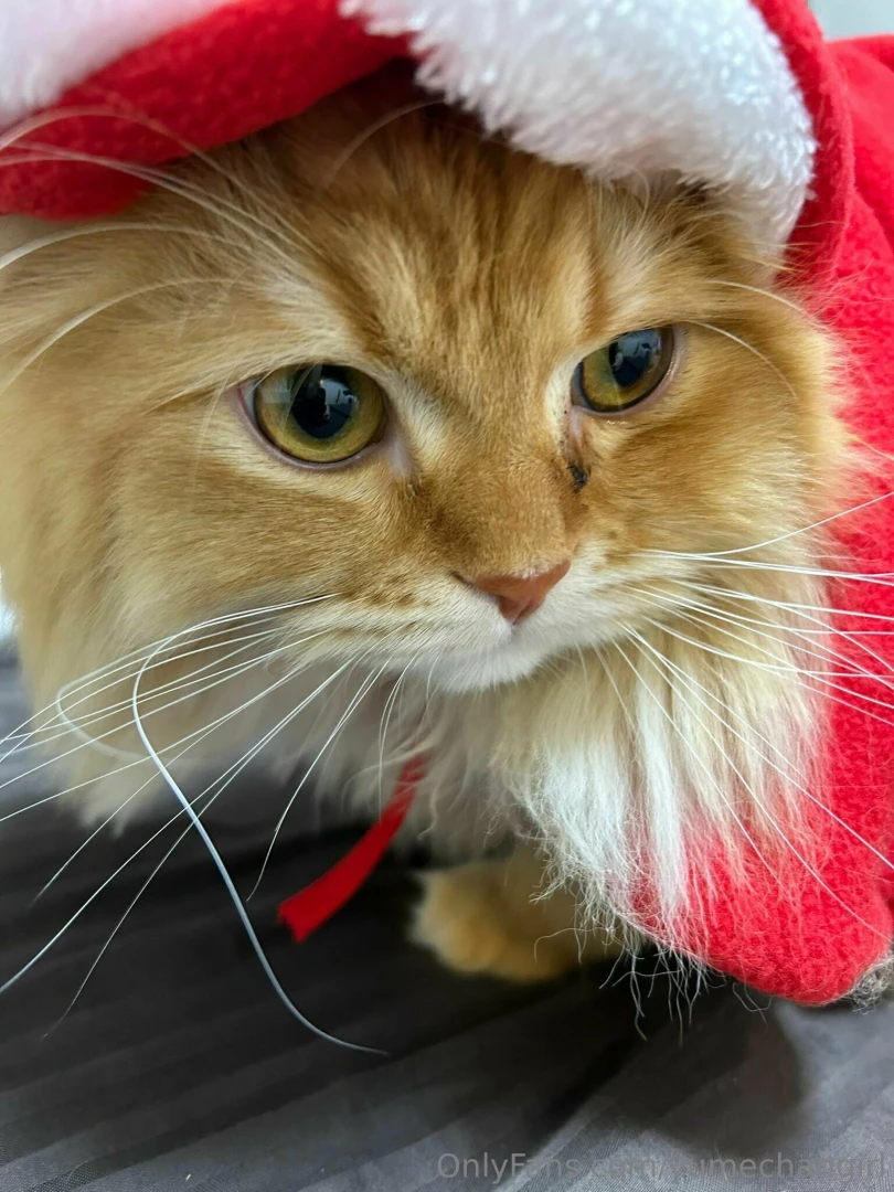 Christmas-kun part 2 