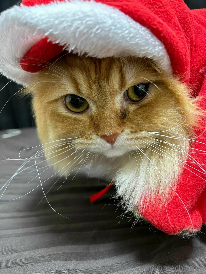 Christmas-kun part 1 