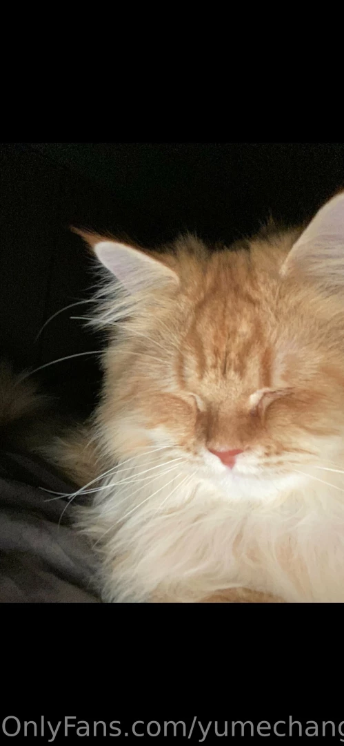 I wanna show my breakfast and nekokun and animal crossing and talk part 6 