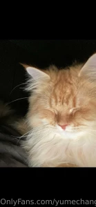 I wanna show my breakfast and nekokun and animal crossing and talk part 6