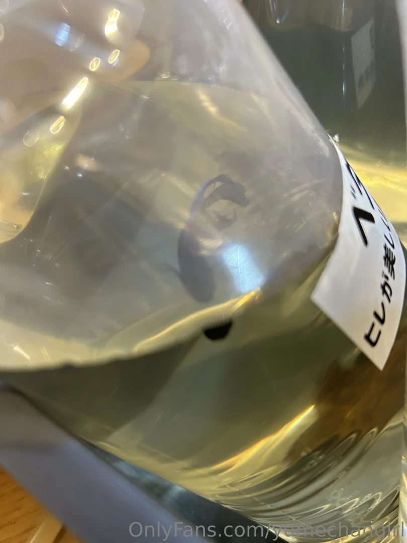 This was so cool at the frog store i also saw that there were these 