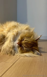 Nekukun is channeling my mood