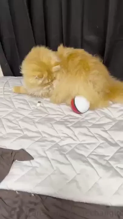 I caught evee my cat hated recording this one lol part 1 