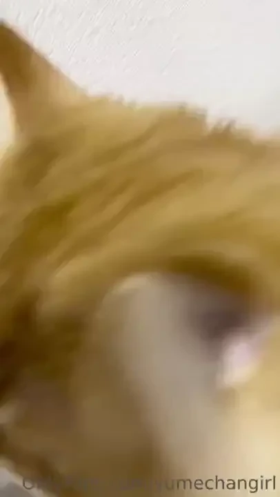 I caught evee my cat hated recording this one lol part 2 