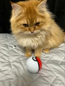 I caught evee my cat hated recording this one lol part 5